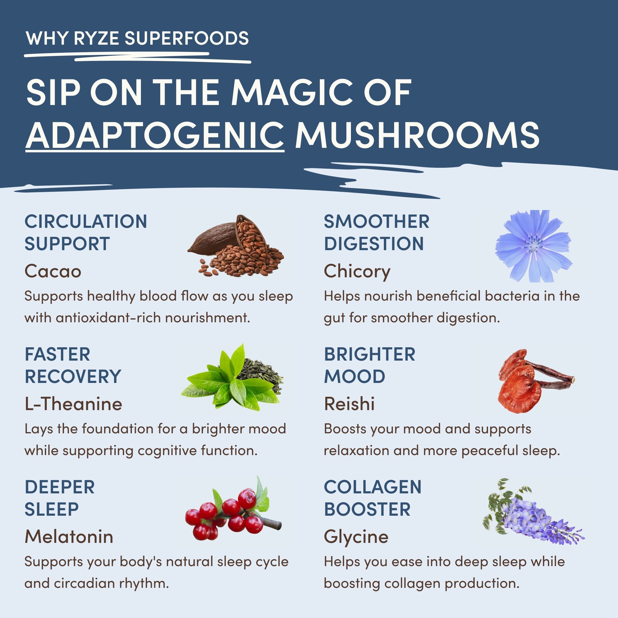 Mushroom Hot Cocoa (20 servings) - Gentle Energy