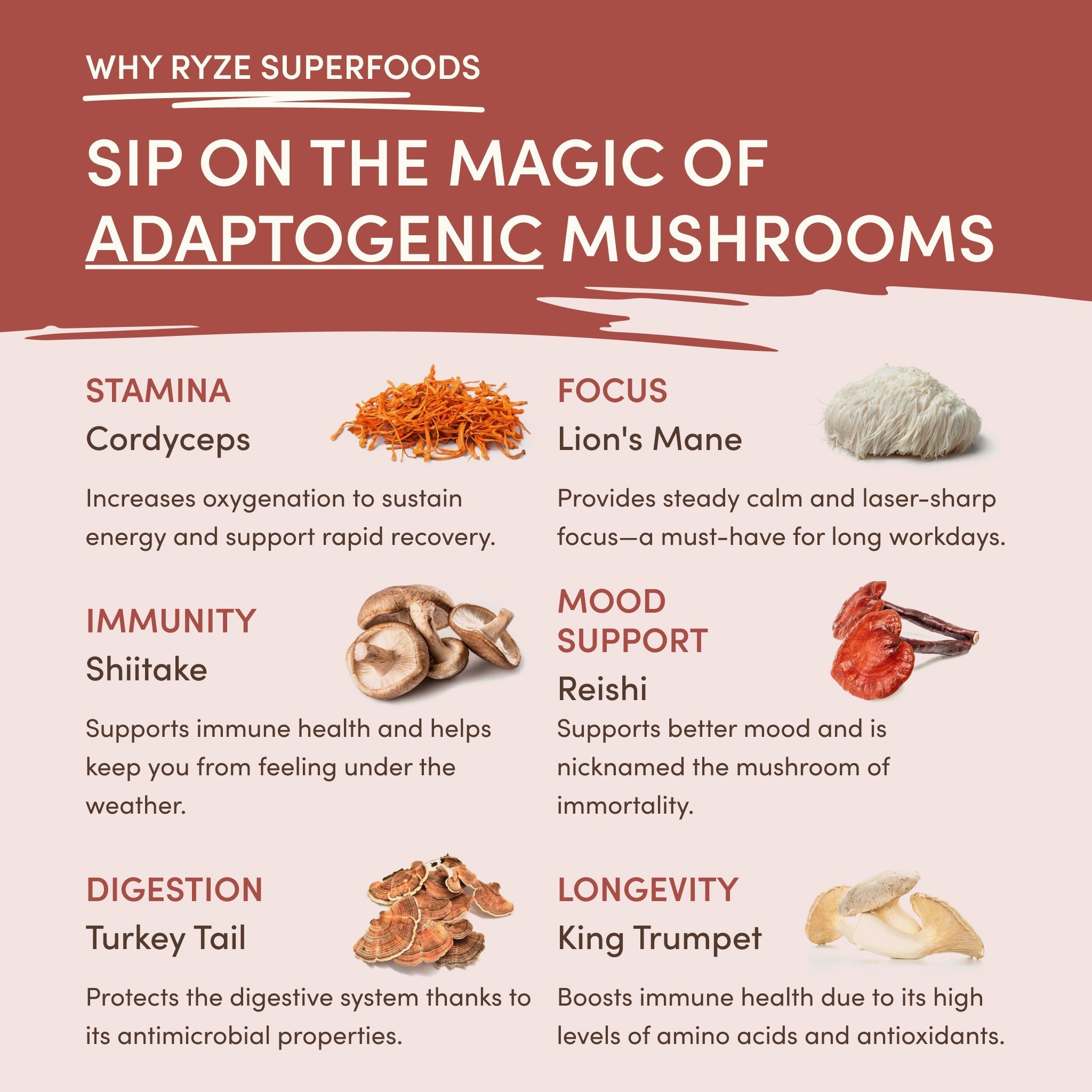 Mushroom Chicory (30 Servings) - Productive Morning