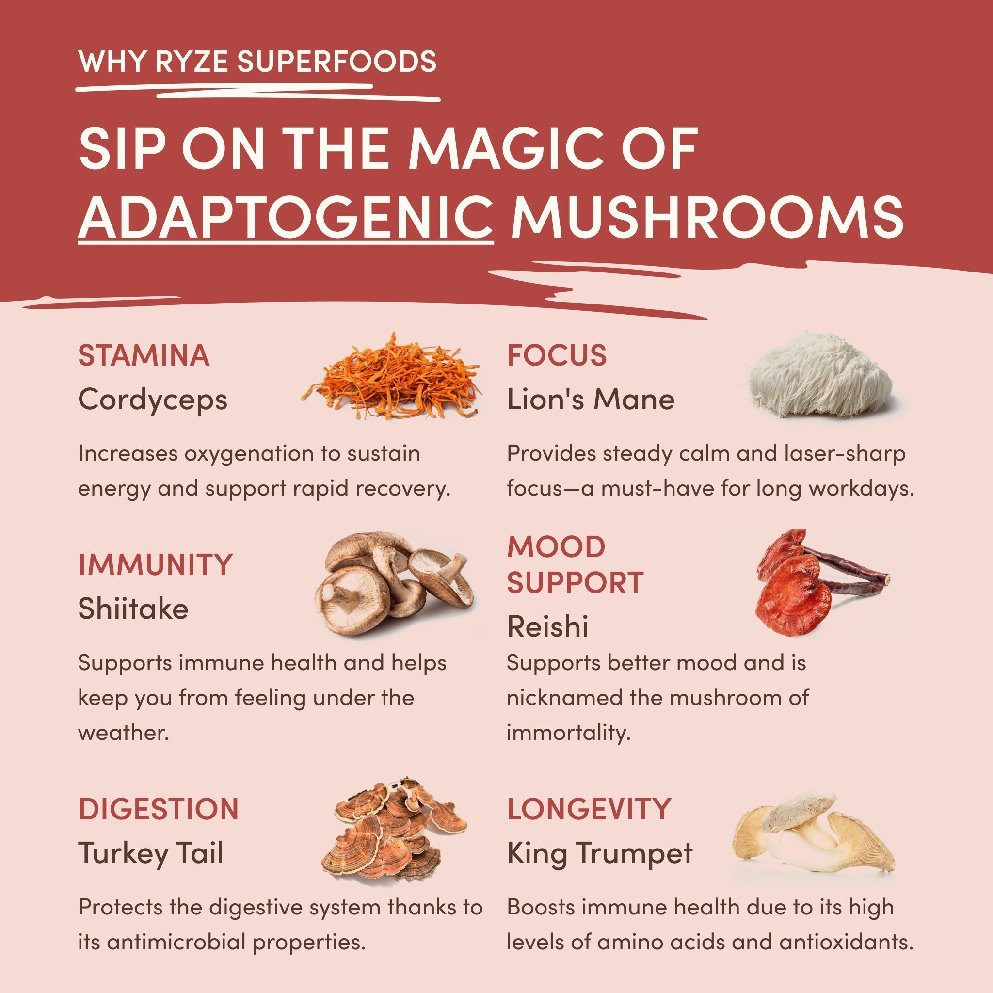 Mushroom Chai (20 Servings) - Workday Focus