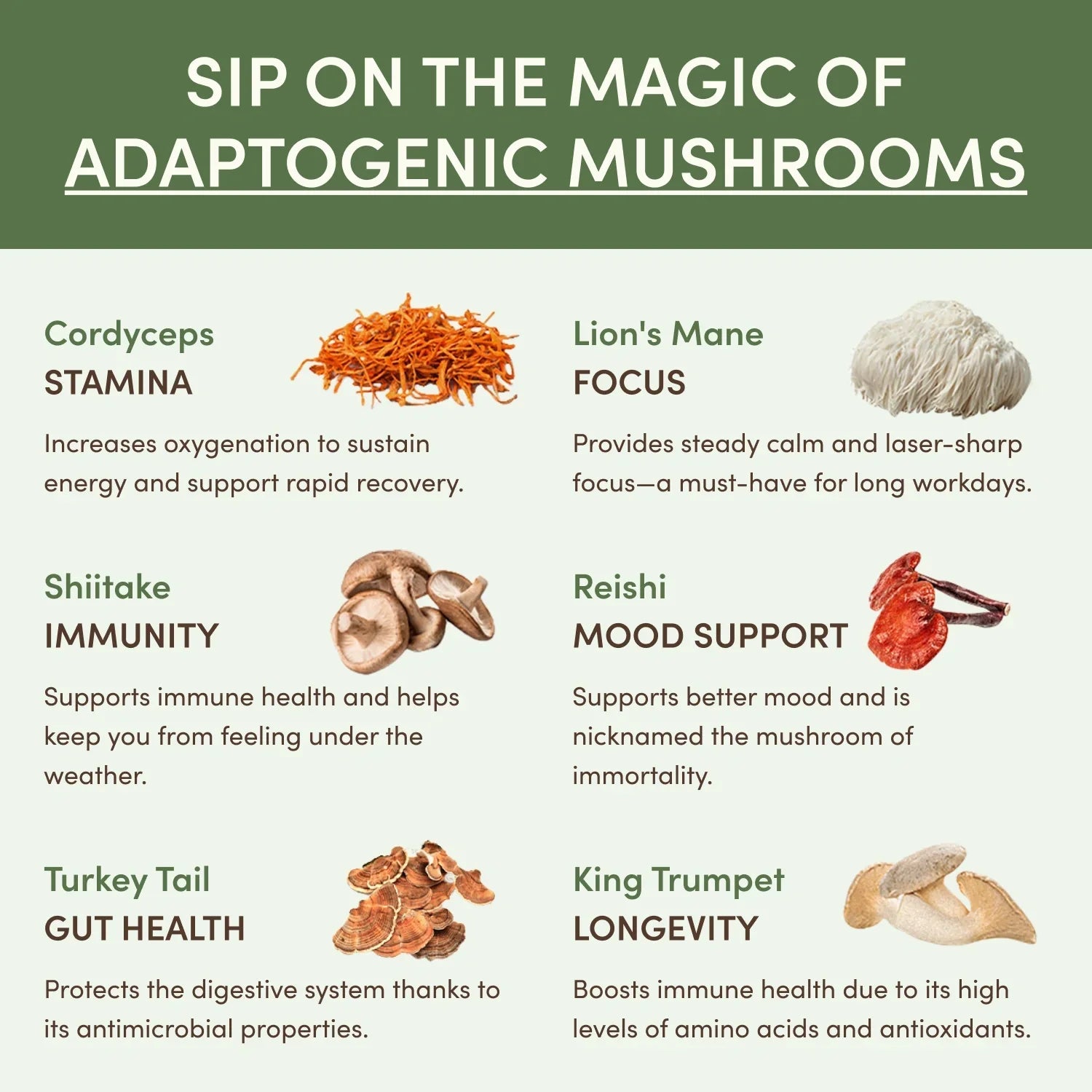 Mushroom Matcha Starter Kit (60 Servings) - Easy Energy